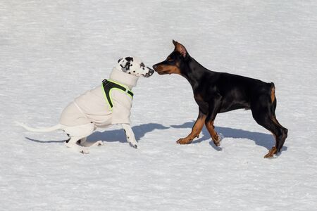 Cute dalmatian puppy in beautiful pet clothing and doberman pinscher puppy are playing in the winter...