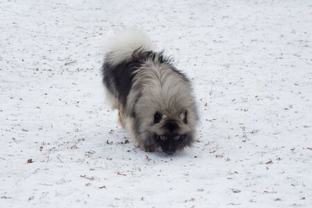 Cute deutscher wolfspitz puppy is sniffing out traces in the winter park. Pet animals. Purebred dog.の写真素材