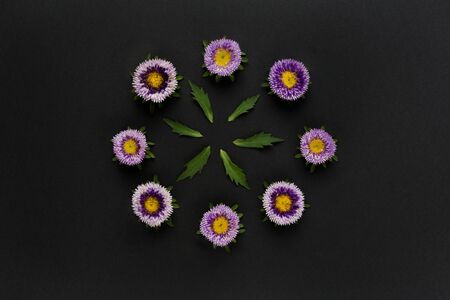 Flowers circle from callistephus chinensis and green leaves. Isolated on a dark background. Can be...