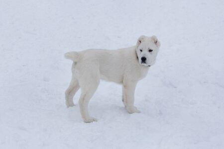 Central asian shepherd dog puppy is standing on a white snow in the winter park. Pet animals....