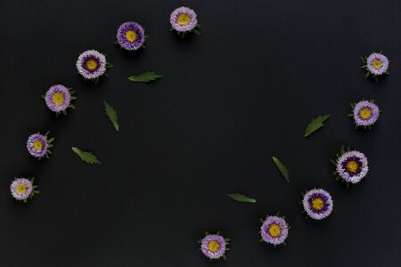 Flowers composition from callistephus chinensis. Isolated on a dark background. Can be used for banners, invitations, postcards. Flat lay.の写真素材