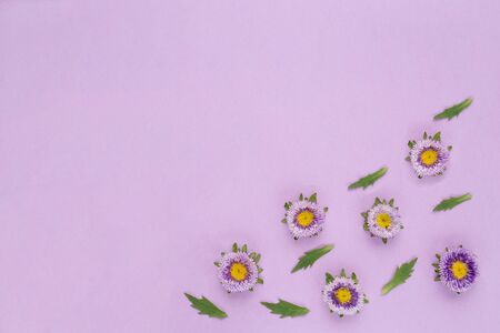 Flowers composition from callistephus chinensis and green leaves. Isolated on a violet background. Can be used for banners, invitations, postcards. Flat lay.の写真素材