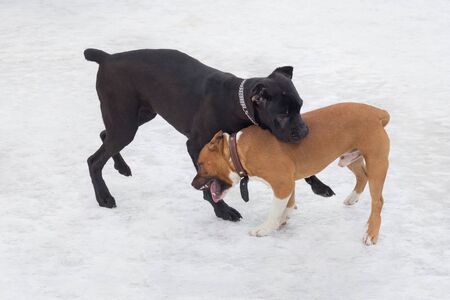 Cute italian corso dog puppy and amstaff puppy are playing in the winter park. Pet animals. Purebred dog.の写真素材