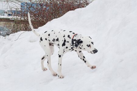 Cute dalmatian puppy on a white snow in the winter park. Pet animals. Purebred dog.の写真素材