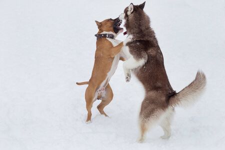 Siberian husky puppy and amstaff puppy are playing in the winter park. Pet animals. Purebred dog.の写真素材