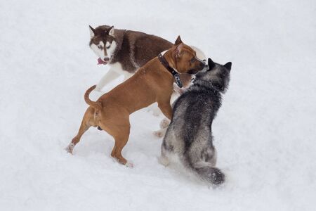Two siberian husky puppy and amstaff puppy are playing in the winter park. Pet animals. Purebred dog.の写真素材