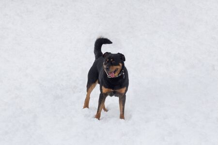 Cute rottweiler puppy is standing on a white snow in the winter park. Pet animals. Purebred dog.の写真素材