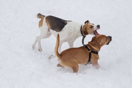 Russian hound and american staffordshire terrier puppy are playing in the winter park. Pet animals. Purebred dog.の写真素材