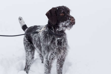 Cute deutsch drahthaar is standing on a white snow in the winter park.