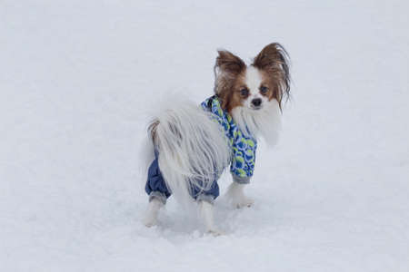Papillon puppy in pet clothing is standing on a white snow in the winter park. Pet animals. Purebred...