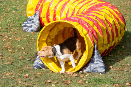 English beagle puppy is running through agility tunnel in the autumn park.の写真素材