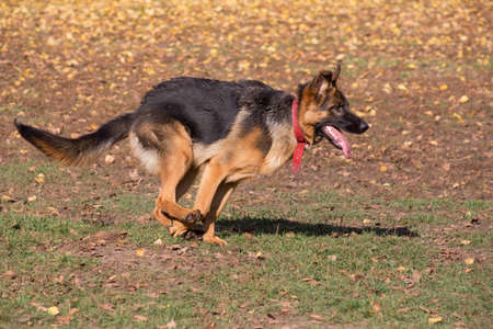 Cute german shepherd dog puppy is running in the autumn park. Pet animals. Purebred dog.の写真素材