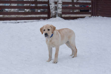 Sad labrador retriever puppy is standing on white snow in the winter park. Four month old. Pet animals. Purebred dog.の写真素材