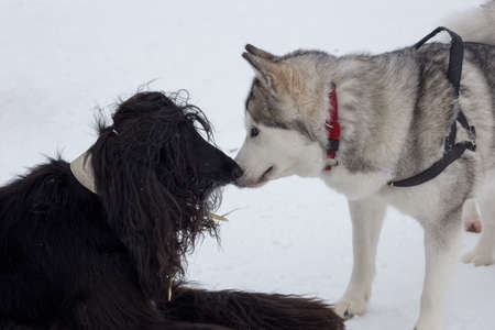 Cute afghan hound and siberian husky are playing on white snow in the winter park. Pet animals....