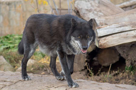 Black canadian wolf is watching its prey. Canis lupus pambasileus. Animals in wildlife.