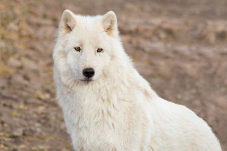 Portrait of wild alaskan tundra wolf close up. Canis lupus arctos. Polar wolf or white wolf. Animals in wildlife.の写真素材