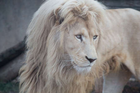 Beautiful white lion close up. Panthera leo with white thick mane. Animals in wildlife.の写真素材