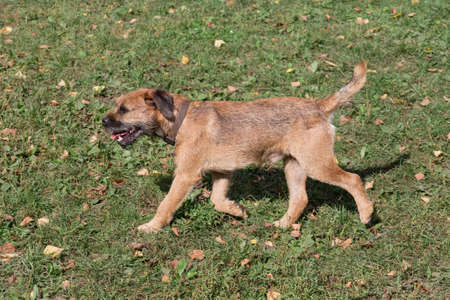 Cute red grizzled border terrier puppy is running in the autumn park. Pet animals. Purebred dog.の写真素材