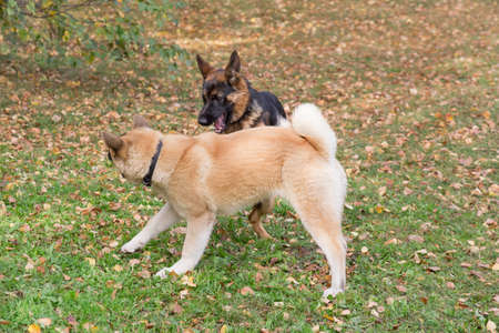Cute german shepherd dog puppy and american akita puppy are playing in the autumn park. Pet animals. Purebred dog.の写真素材