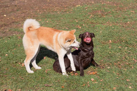 Labrador retriever puppy and akita inu puppy are playing in the autumn park.