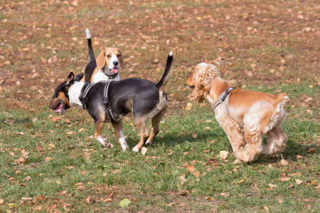 Cute cavalier king charles spaniel puppy, english beagle puppy and miniature bull terrier are...