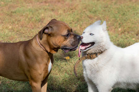Cute white siberian husky with blue eyes and german boxer is standing on a green grass in the summer park. Pet animals.の写真素材