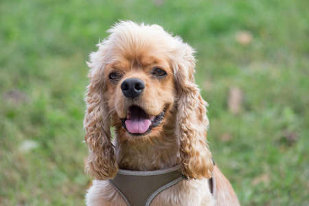 Portrait of cute cavalier king charles spaniel puppy in the autumn park. Pet animals.