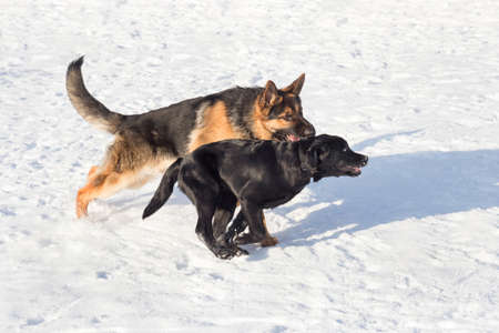 Labrador retriever puppy and german shepherd dog are running on white snow in the winter park. Pet...