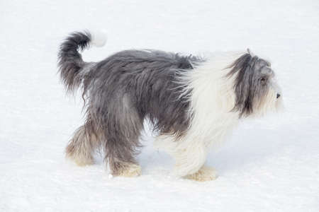 Cute bobtail sheepdog is walking on white snow in the winter park. Pet animals. Purebred dog.の写真素材