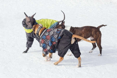 Mexican hairless dog puppy, german boxer puppy and american staffordshire terrier puppy are playing...