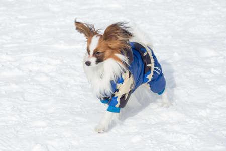Cute papillon puppy in beautiful pet clothing is walking on a white snow in the winter park. Pet...