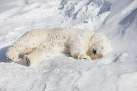 Polar bear cub is sleeping on the white snow. Ursus maritimus or Thalarctos Maritimus. Animals in wildlife.の写真素材