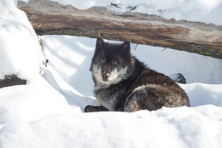 Black canadian wolf is looking at the camera. Canis lupus pambasileus.