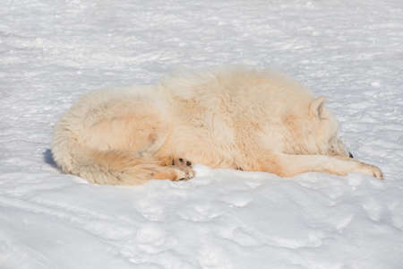 Wild alaskan tundra wolf is lying on white snow. Canis lupus arctos. Polar wolf or white wolf.