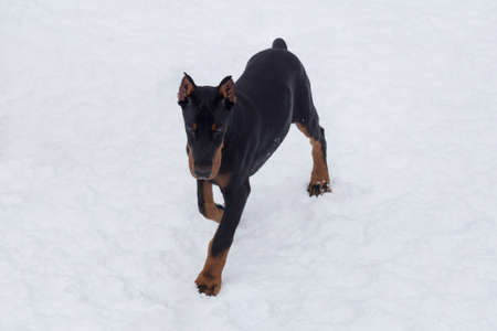 Cute doberman pinscher puppy is running on a white snow in the winter park. Three month old. Pet animals.の写真素材