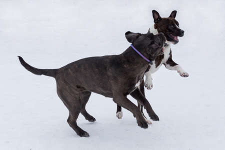 Italian mastiff puppy and american staffordshire terrier puppy are playing in the winter park. Pet animals. Purebred dog.の写真素材