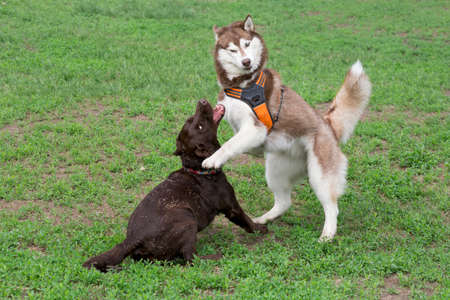 Red and white siberian husky and labrador retriever puppy are playing on a green grass in the summer...