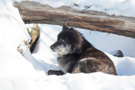 Wild black canadian wolf is lying on a white snow and looking away. Canis lupus pambasileus. Animals in wildlife.の写真素材