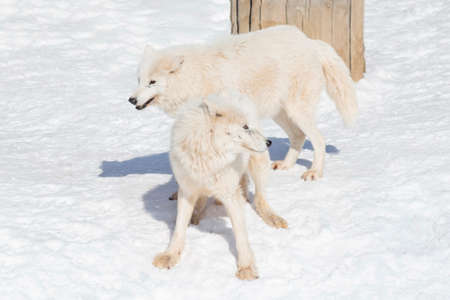 Two wild white wolves are playing on white snow. Canis lupus arctos. Polar wolf or alaskan tundra wolf. Animals in wildlife.の写真素材