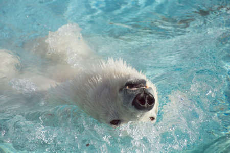 Big polar bear is swimming on a back in the water. Head close up. Ursus maritimus or Thalarctos Maritimus. Animals in wildlife.の写真素材