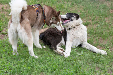 Siberian husky puppy and alabai puppy are playing on a green grass in the summer park. Central asian shepherd dog or aziat. Pet animals. Purebred dog.の写真素材