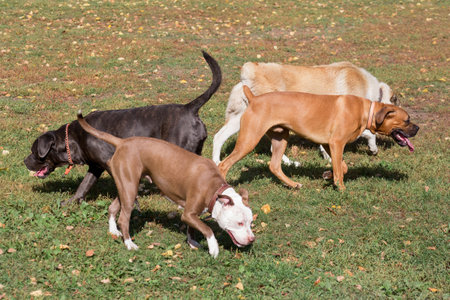 Cane corso puppy, german boxer puppy, alabai puppy and american pit bull terrier puppy are walking on a green grass in the autumn park. Pet animals. Purebred dog.の写真素材