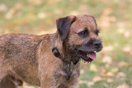 Cute border terrier puppy is standing in the autumn park. Close up. Pet animals. Purebred dog.の写真素材