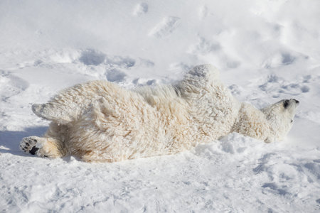 Polar bear cub is lying and sleeping on the white snow. Ursus maritimus or Thalarctos Maritimus. Animals in wildlife.の写真素材