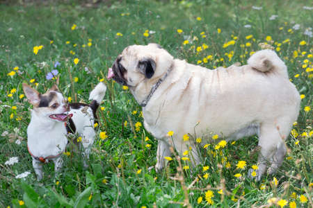 Chihuahua puppy and chinese pug are standing on a green grass in the summer park. Pet animals. Purebred dog.の写真素材