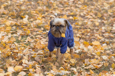 Brussels griffon puppy in beautiful pet clothing is standing in the autumn park and looking away. Pet animals. Purebred dog.の写真素材