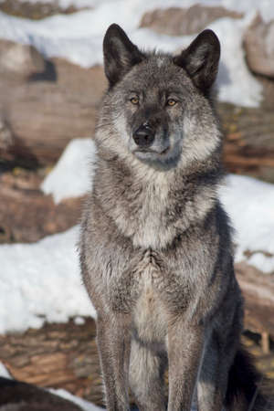 Black canadian wolf is standing on a white snow. Close up. Canis lupus pambasileus. Animals in...