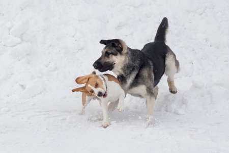 English beagle puppy and multibred dog are playing on a white snow in the winter park. pet animals. purebred dog.の写真素材