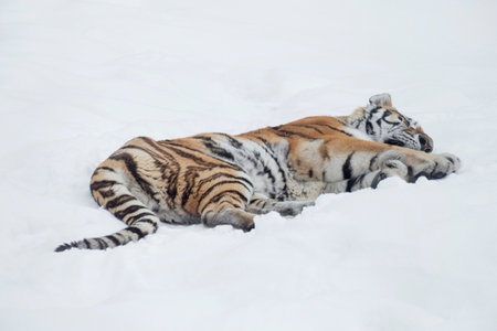 Big siberian tiger is sleeping on a white snow. Amur tiger. Panthera tigris tigris. Animals in wildlife.の写真素材