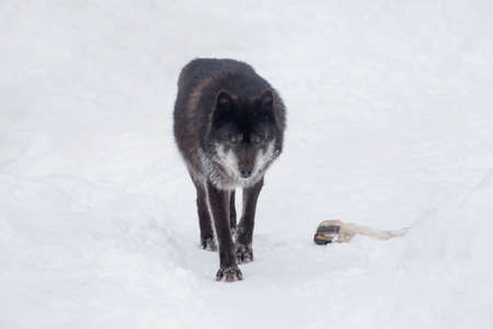 Angry black canadian wolf is looking at the camera. Canis lupus pambasileus. Animals in wildlife.